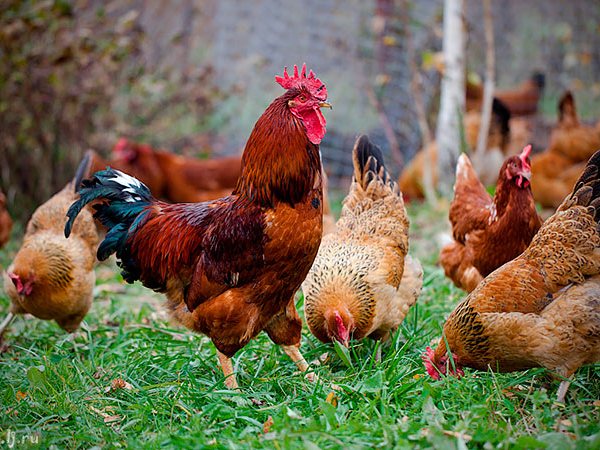Породы куриц | ЗооТом - продажа, вязка и услуги для животных в Губахе
