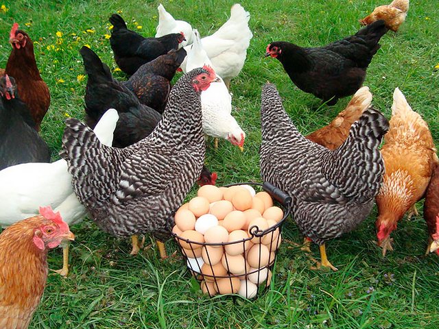 Содержание кур и уход за ними | ЗооТом - продажа, вязка и услуги для животных в Губахе