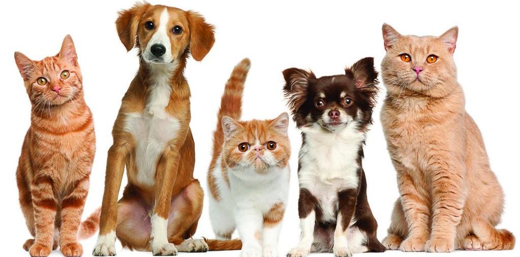 Доска объявлений о животных | ЗооТом - продажа, вязка и услуги для животных в Губахе