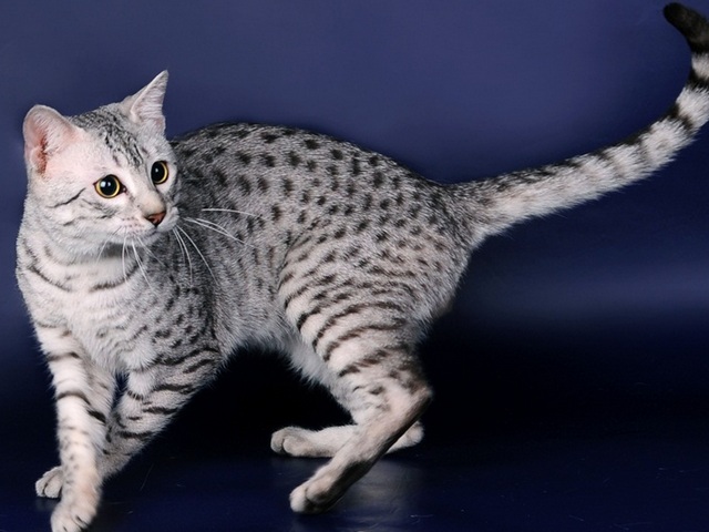 Породы кошек в Губахе | ЗооТом портал о животных