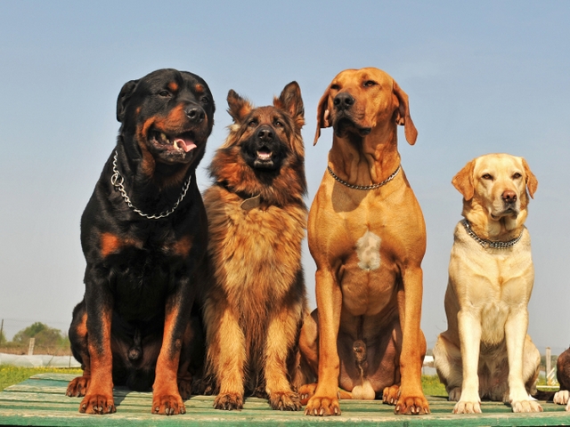 Крупные породы собак в Губахе | ЗооТом портал о животных