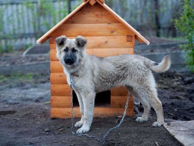 Все о собаках в Губахе